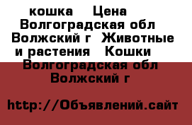 кошка  › Цена ­ 0 - Волгоградская обл., Волжский г. Животные и растения » Кошки   . Волгоградская обл.,Волжский г.